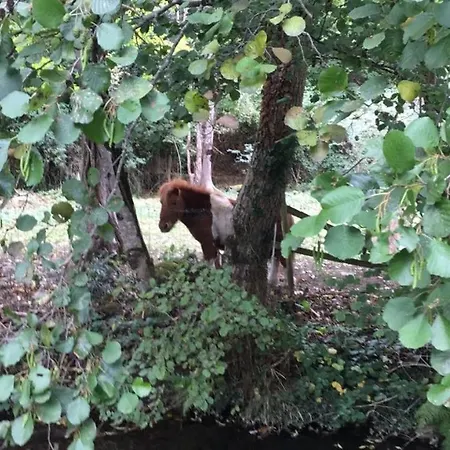 Les Orchidees * Carcassonne