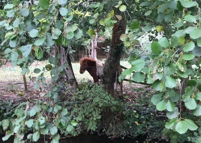 Les Orchidees * Carcassonne